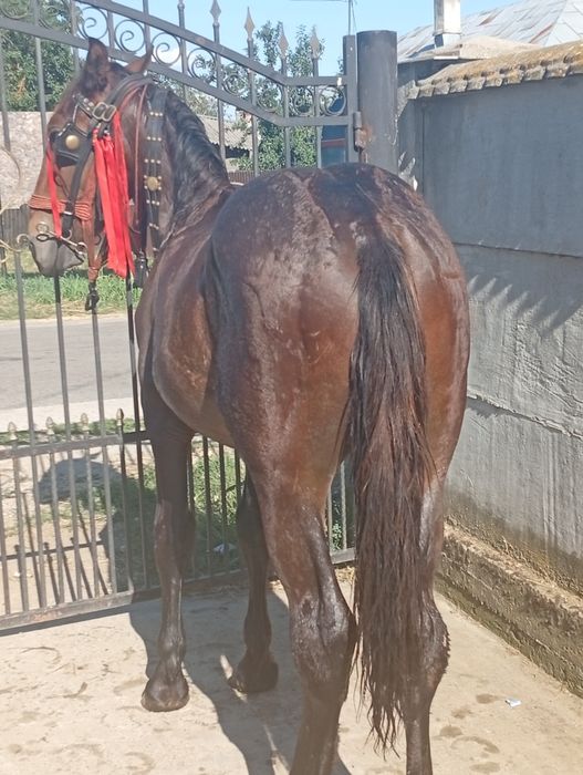 Manz semigreu un an și 3 luni