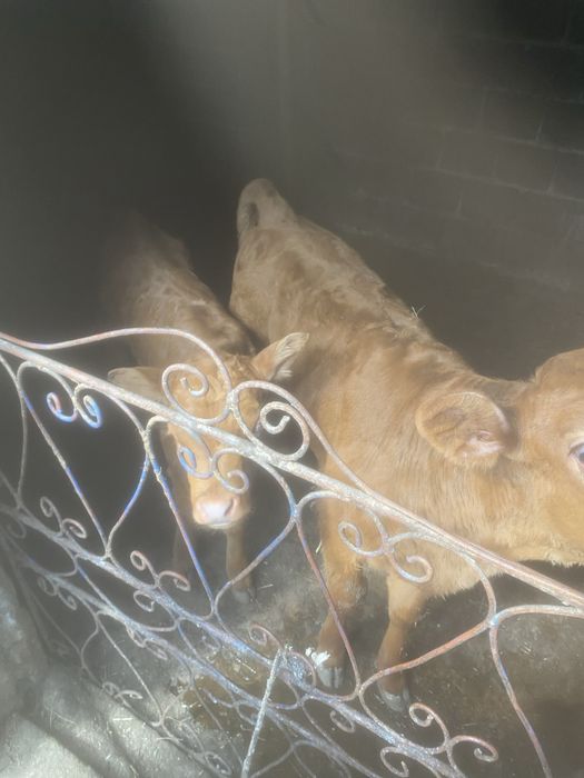 Vand vitei , 2 masculi , 2 femele