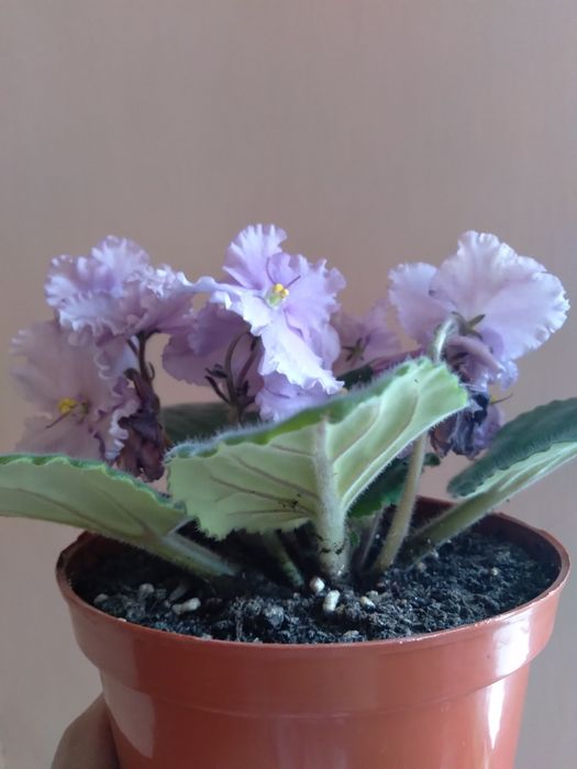 Цветущие Фиалки , молодые ростки.