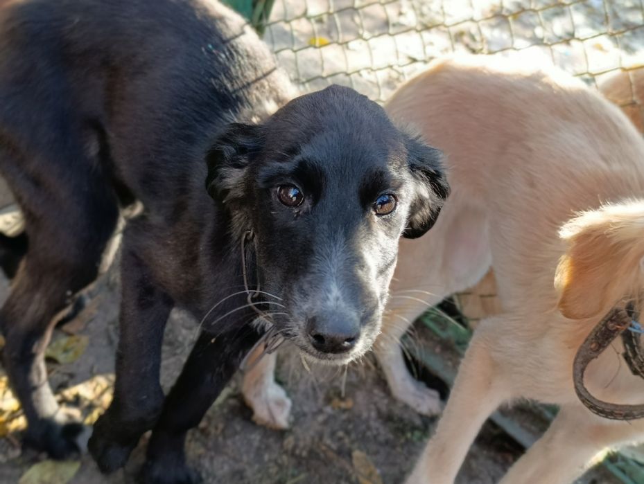 В добрые руки!!!