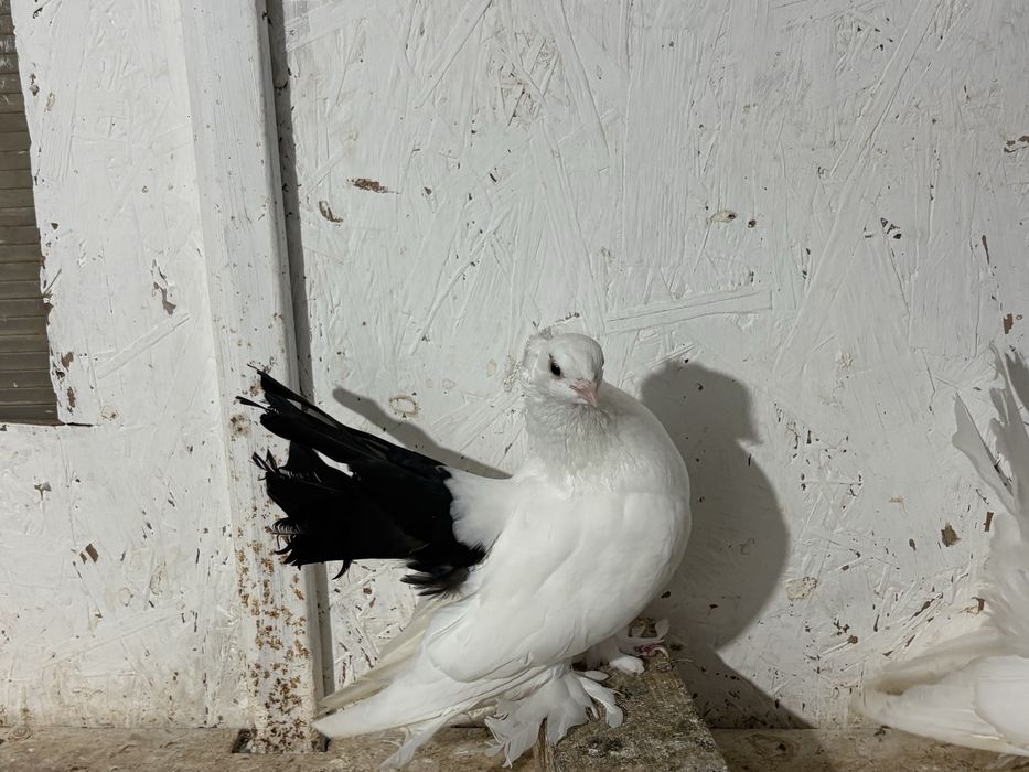 Porumbei de ornament