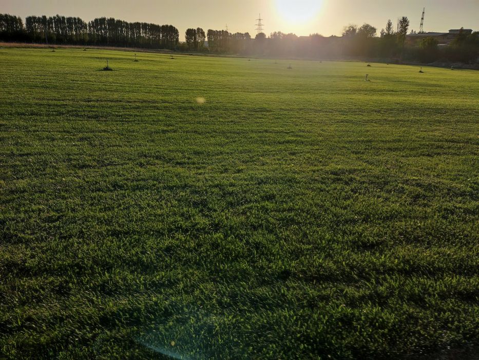 Tayyor rulonli gazon