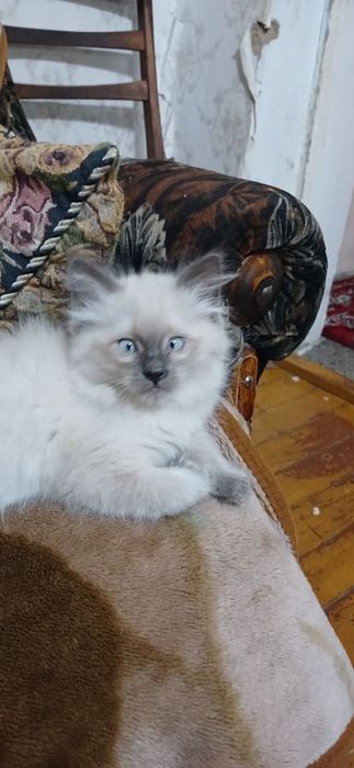 Продаётся сиамский котята