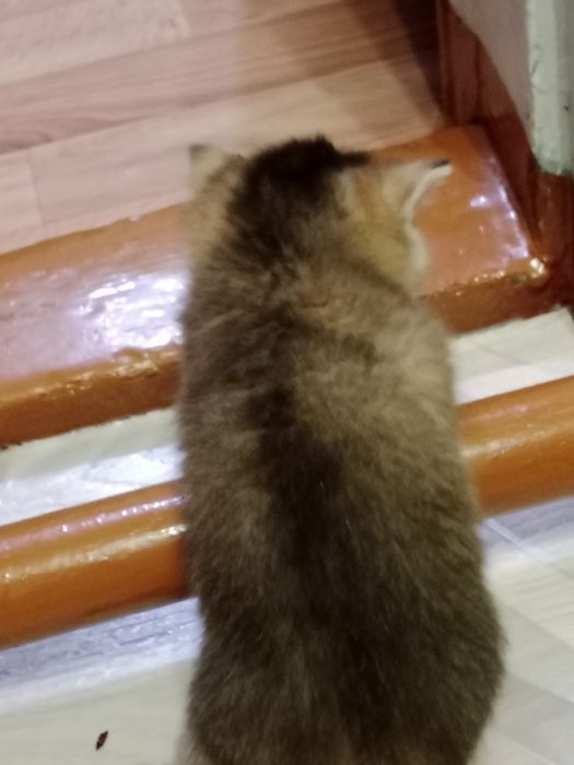 Продам Британских котят.