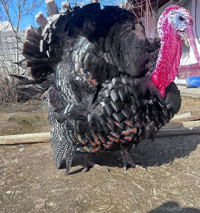 Индюк гибрид қоразы сатылады