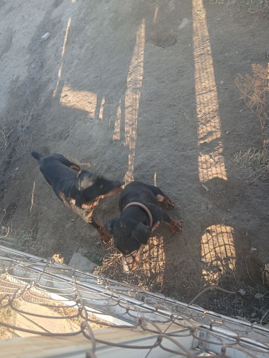 Продам якьтерьер чистокровный