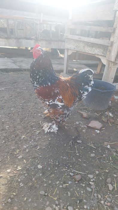 Vând cocoș  brahma portelan
