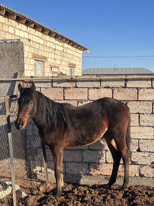 Құнан шығар сатылады англо арап мінгі 550мың