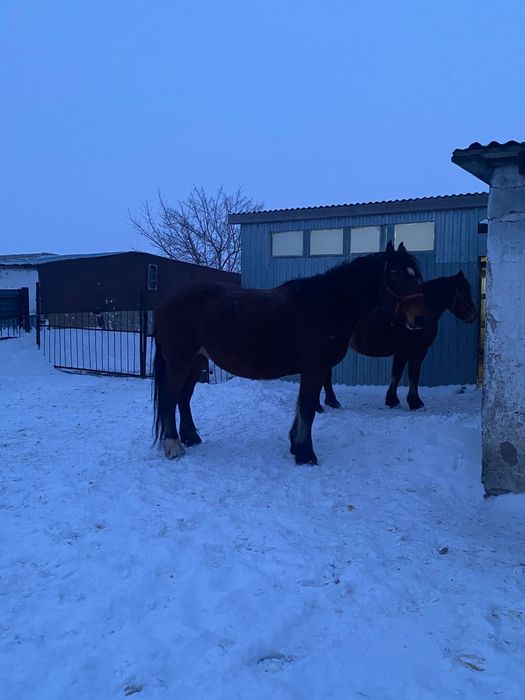 Продам кобылу на племя