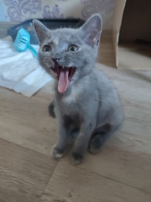 Котенок в добрые руки