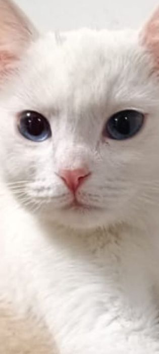 Белая девочка кошечка