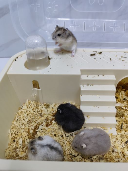4 pui de  hamster