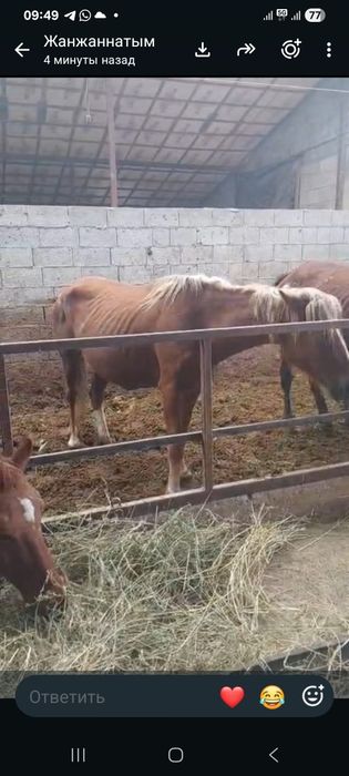 Полутяж бие сауылмалы