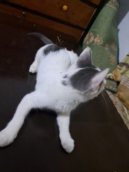 Котёнок 4 месяца