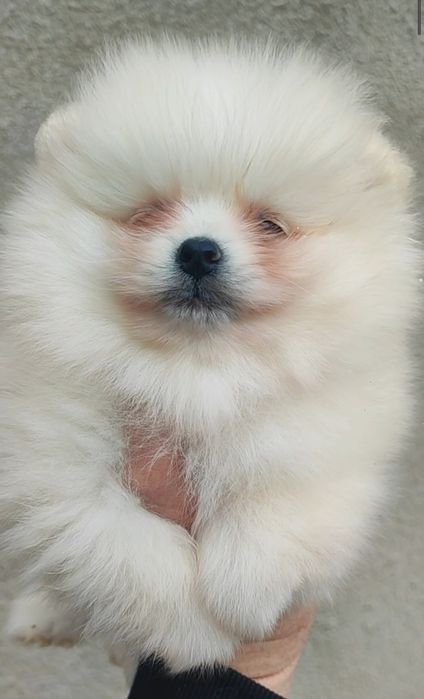 Померан померанче