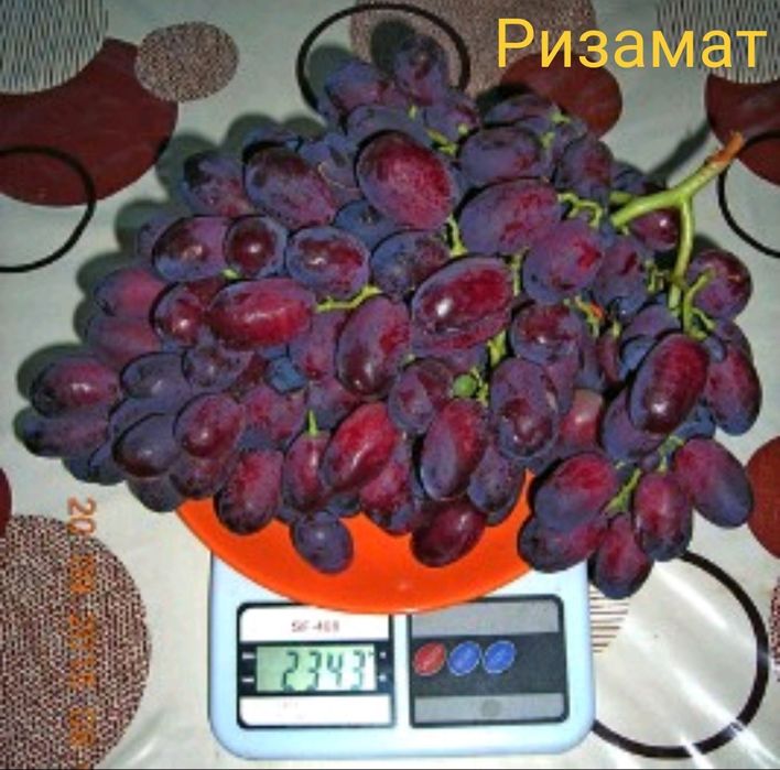 Саженцы винограда «Ризамат»