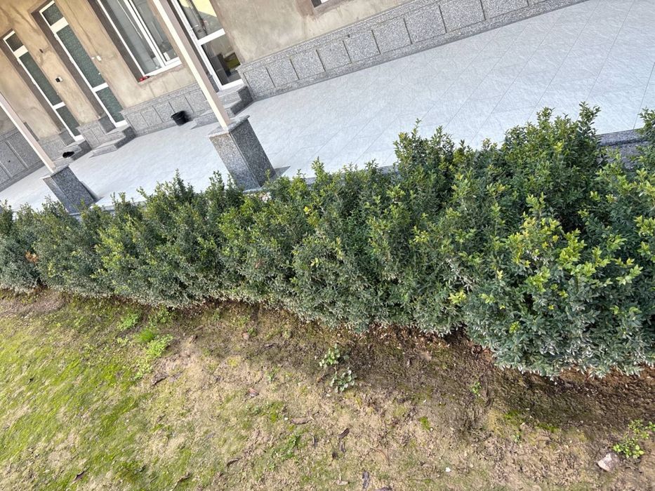 5 yillik shamshod kòchatlari