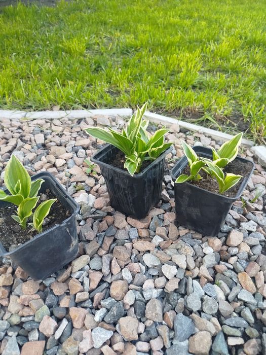 Огородные растение хоста