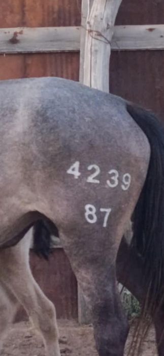 Таңба, азот, тавро