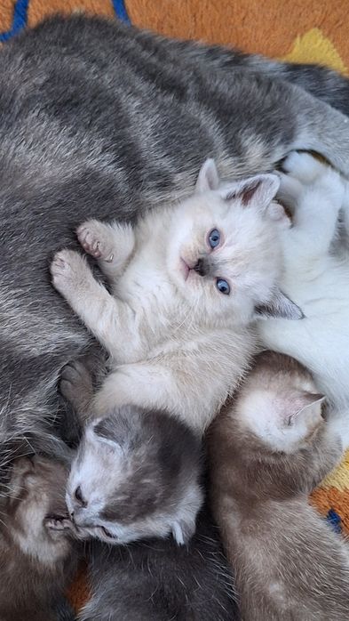 Чистокровный шотландский котенок