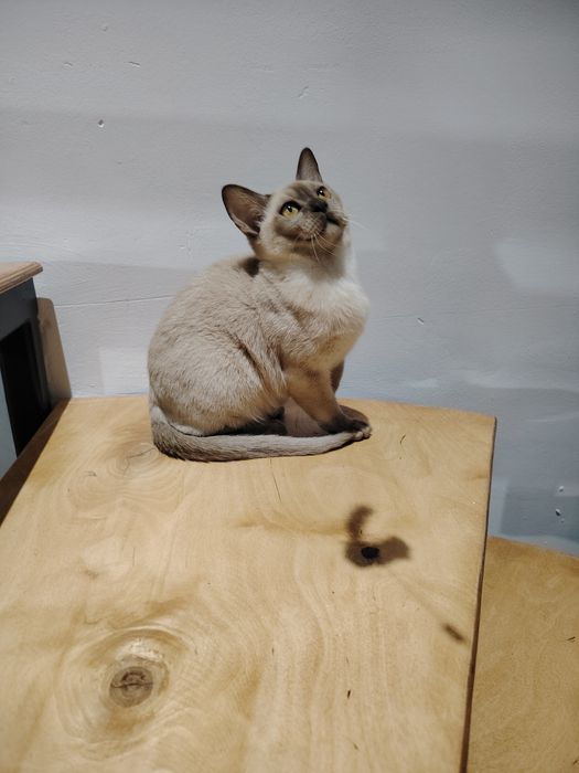 Европейская бурма