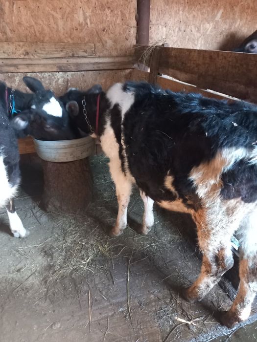 Vand   sau schimb două vitele  de patru luni