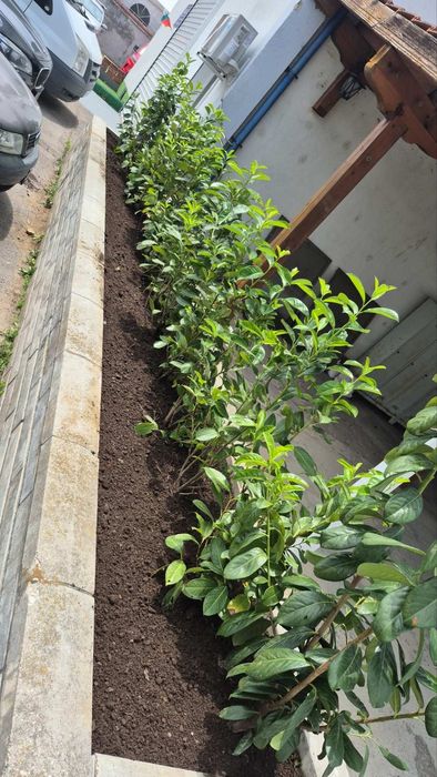 косене на трева рязане на опасни дървета почистване на дворове