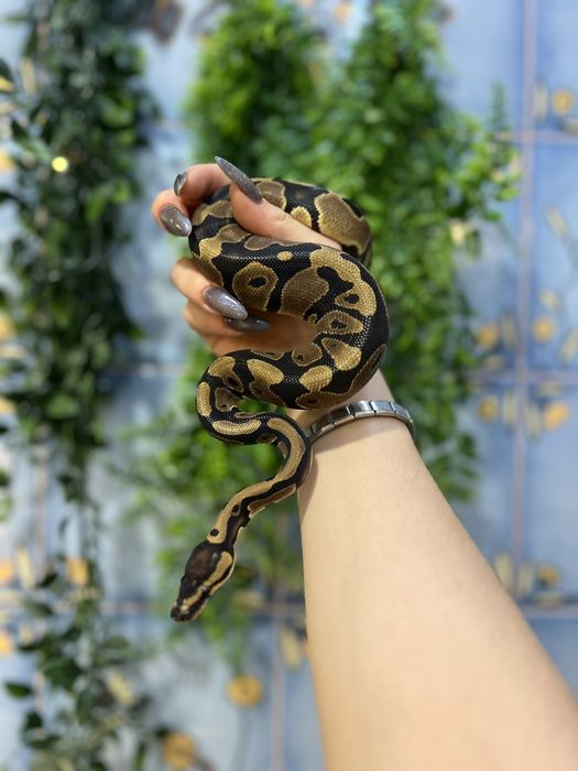 Королевский питон