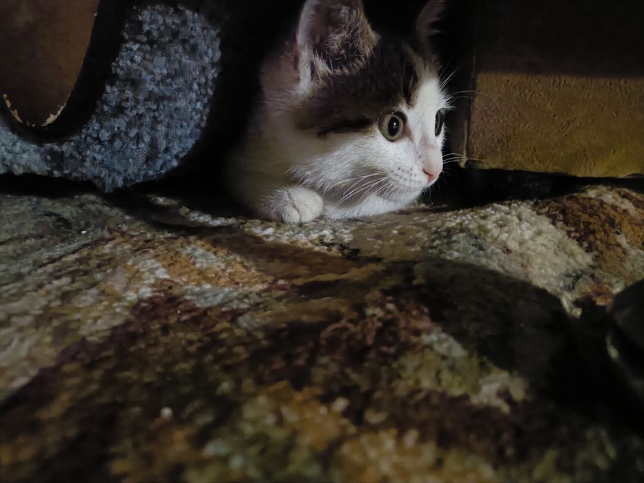 Отдам котенка в добрые руки