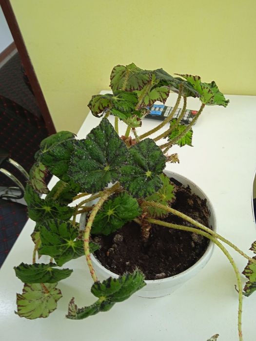 Комнатные растения