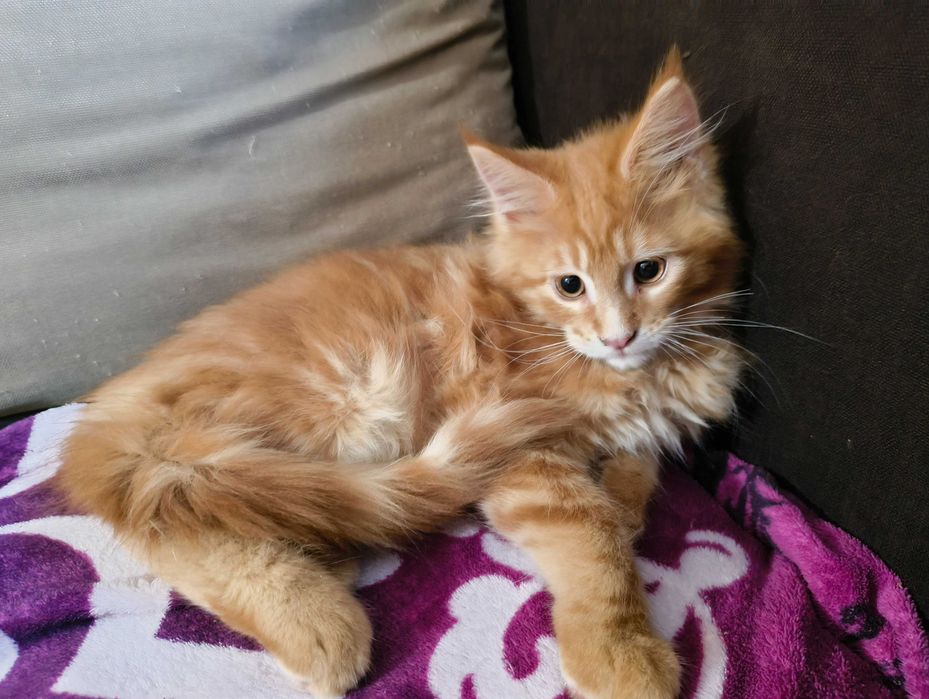 Котенца  Мейн кун