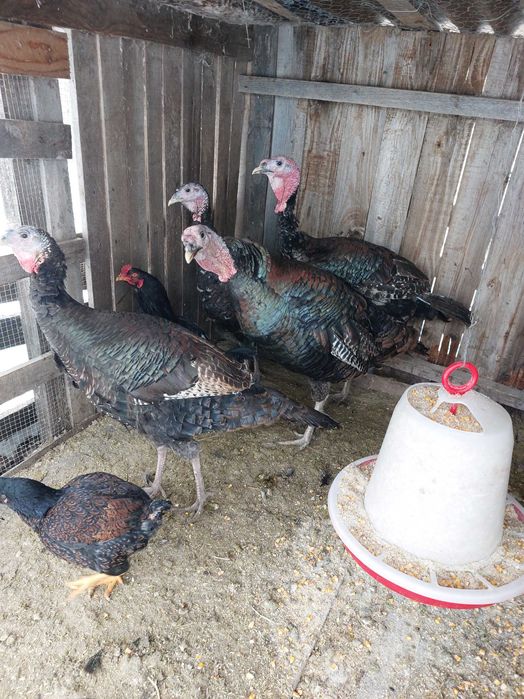 Ouă curcă pentru incubat