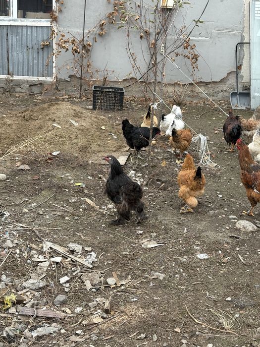 куры петухи.      .