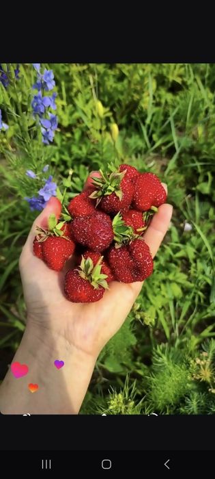 Сдам в аренду дачу в СО ЧАПАЕВО