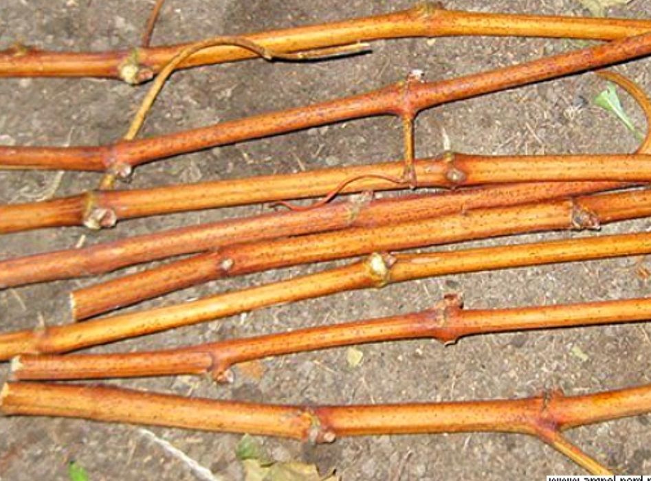 Продам чибуки черенки местного винограда