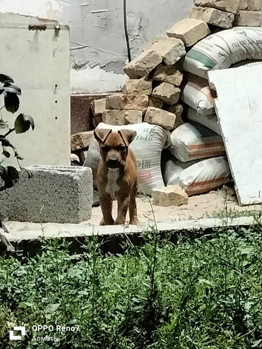 Щенок амстафф 3 мецяса прививки  есть