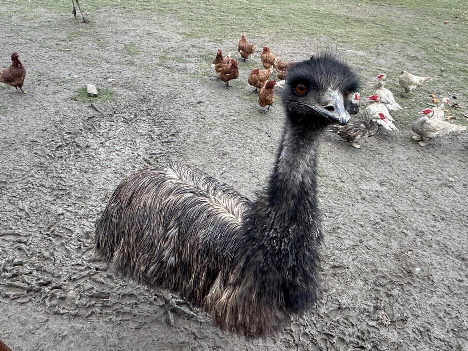 Vand Emu Australian intre 2-6 ani