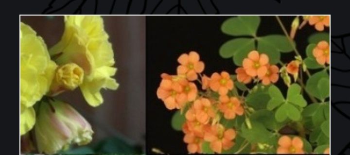 Кислица(оксалис) несколько видов.