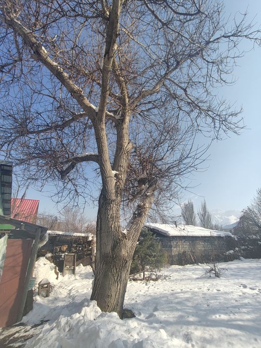 Отдам Деревья на спил