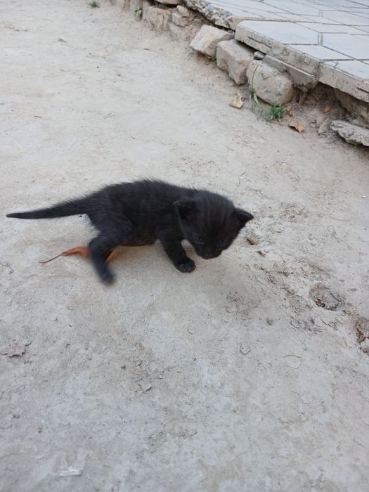 Котята милые маленькие