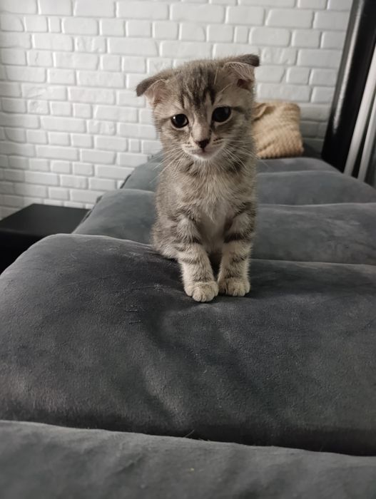 Британские котята