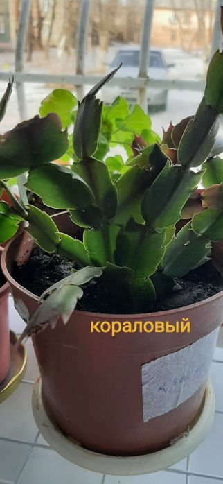 Комнатные цветы шлюмбергеры