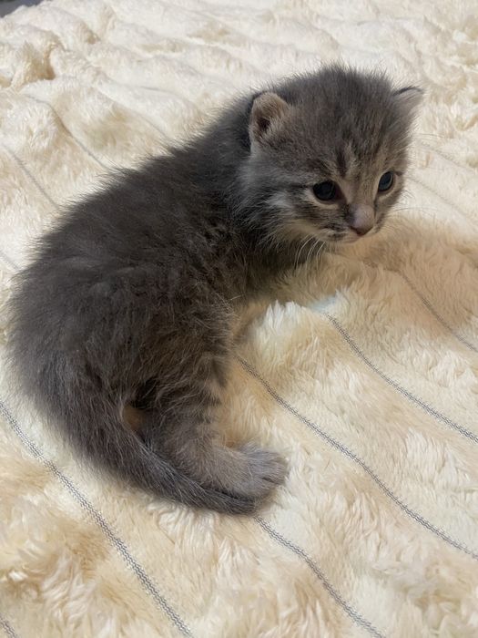 Продам котика в добрые руки