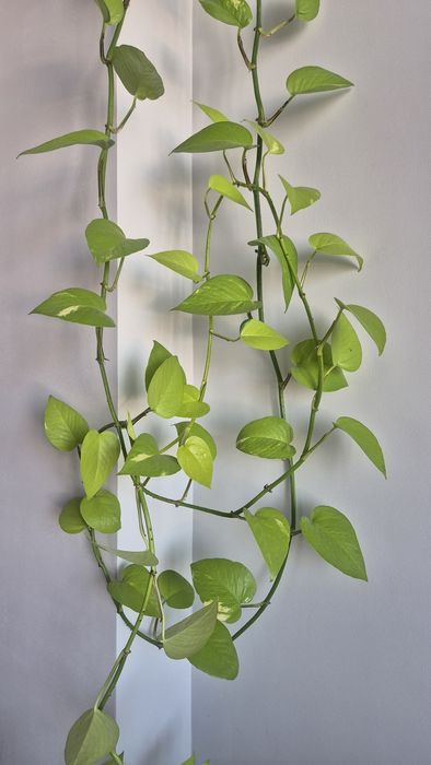 Сциндапсус лиана ампельное