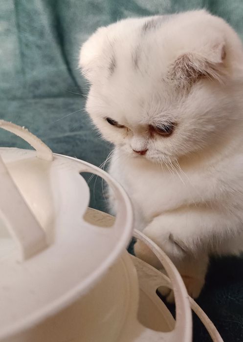 Манчкин мальчик белого окраса