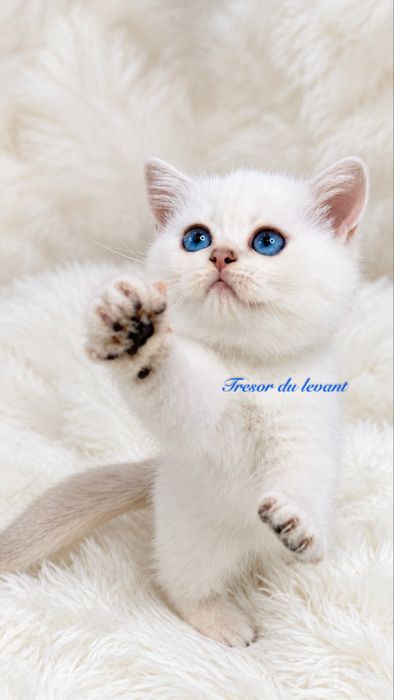 British shorthair