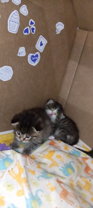 Отдам котят в добрые руки