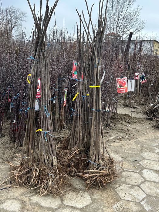 Смокиня сорт Черна Бурса и Далматинска