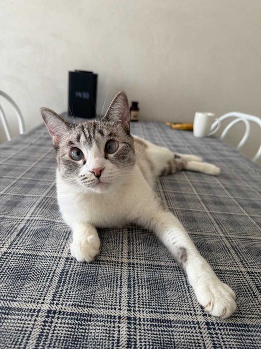 Кошка ищет новый дом