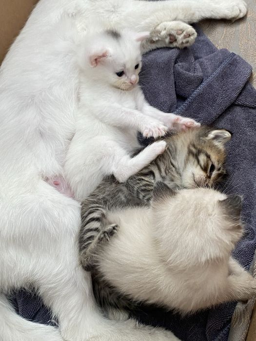 Отдам котят бесплатно